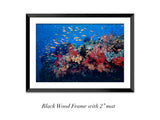 "Reef Beauty"